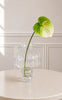 Sabloom Stilker - Anthurium - Green
